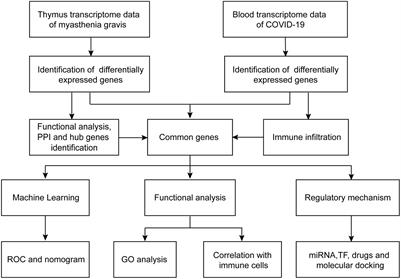 Identification of key genes as potential diagnostic and therapeutic targets for comorbidity of myasthenia gravis and COVID-19